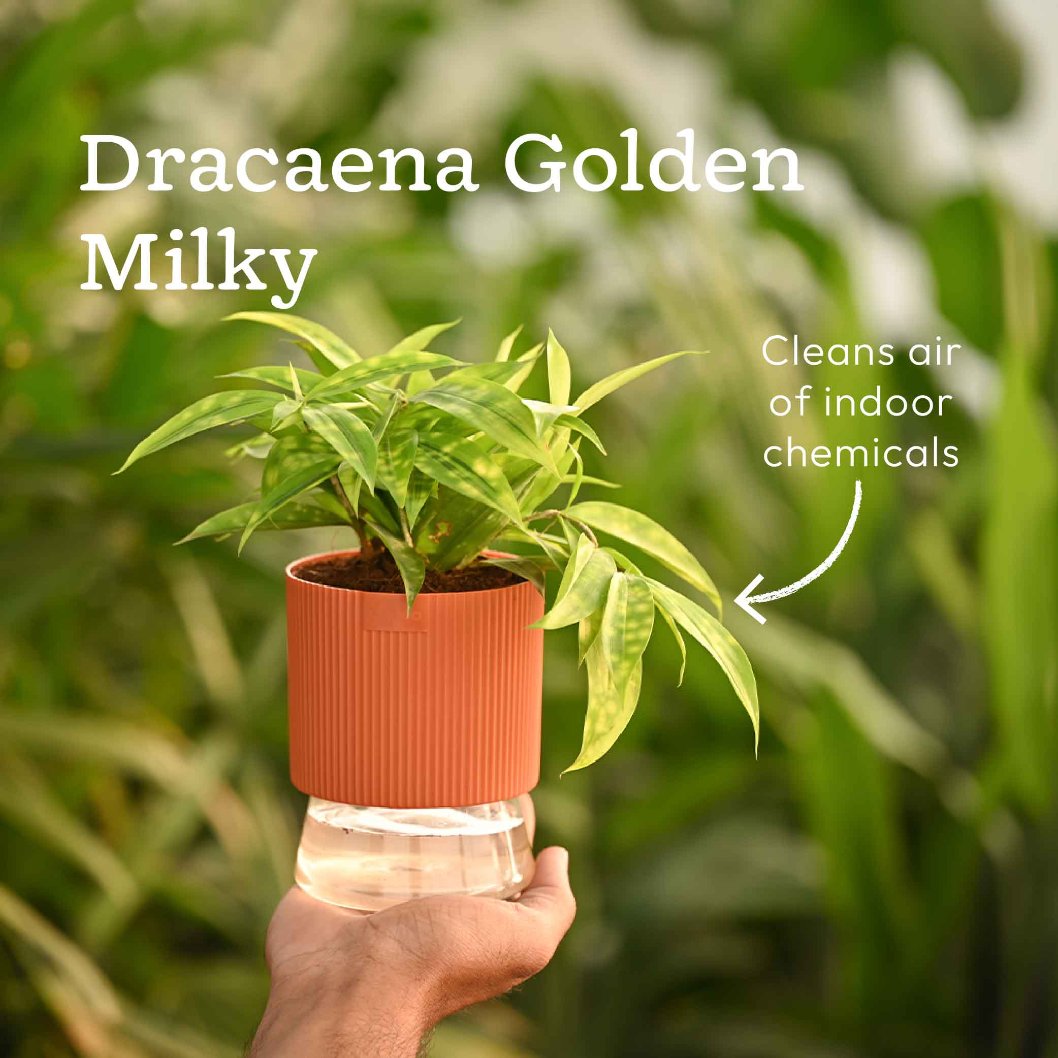 Combo of 4 Plant Set for Office Desk