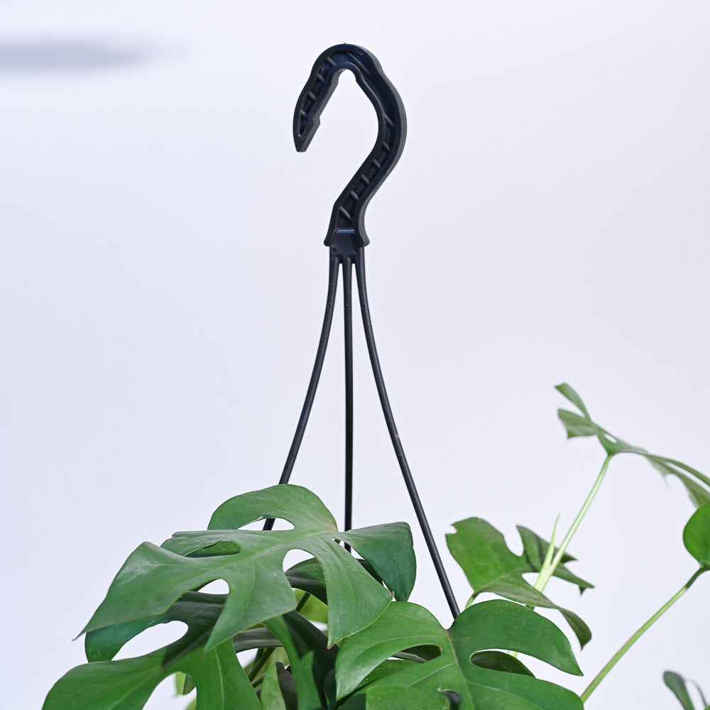 Monstera Minima in Hanging Planter