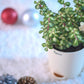 Tri-colour Jade Plant for Christmas