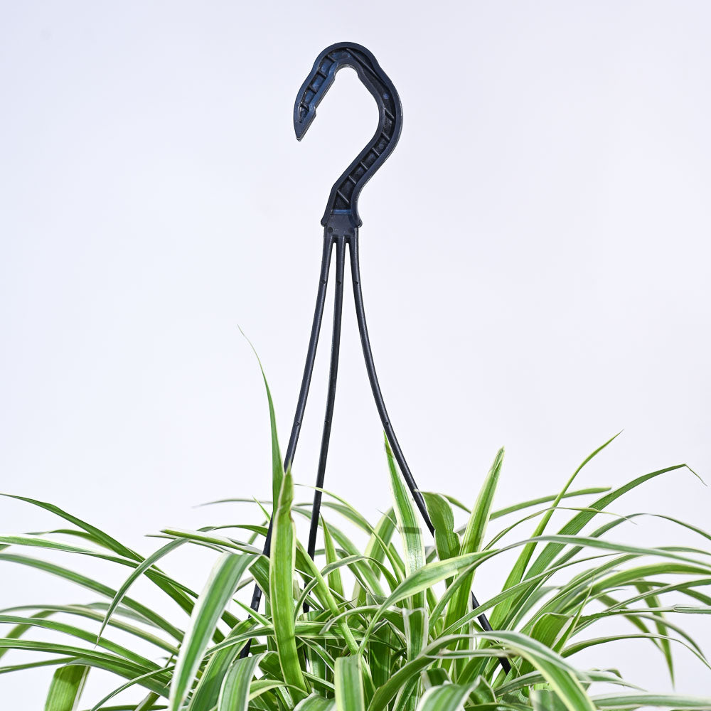 spider plant price in india Buy Premium Hanging Spider Plant Online in India