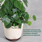Philodendron Oxycardium Green Plant with Moss Stick