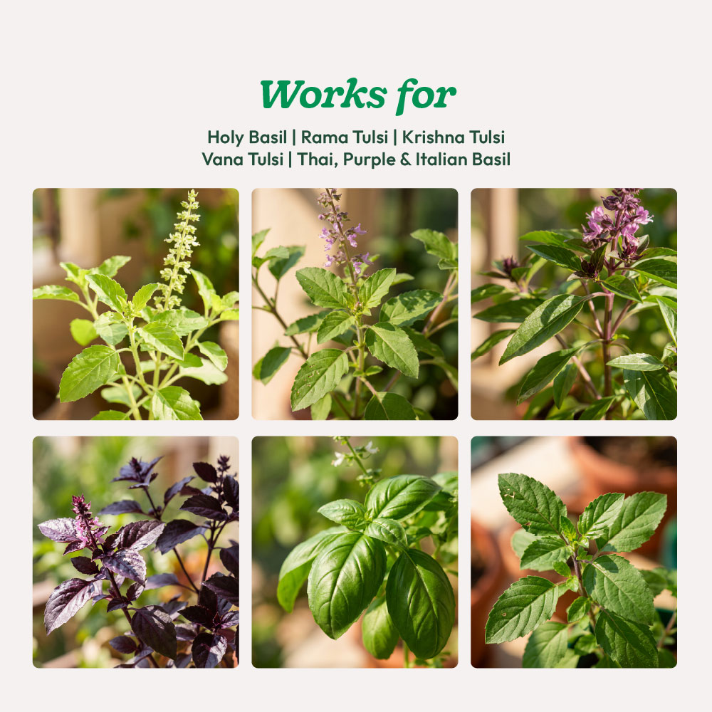 Tulsi Pushti