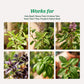 Tulsi Pushti