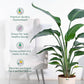 Bird of Paradise Plant - XL
