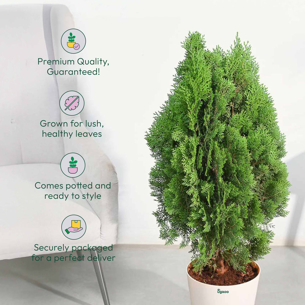 Thuja Plant - XL