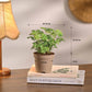 Set of 6 Air Purifier Plant Bundle