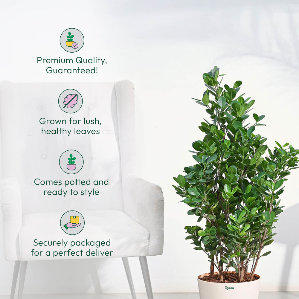 Ficus Moclame Plant - XL