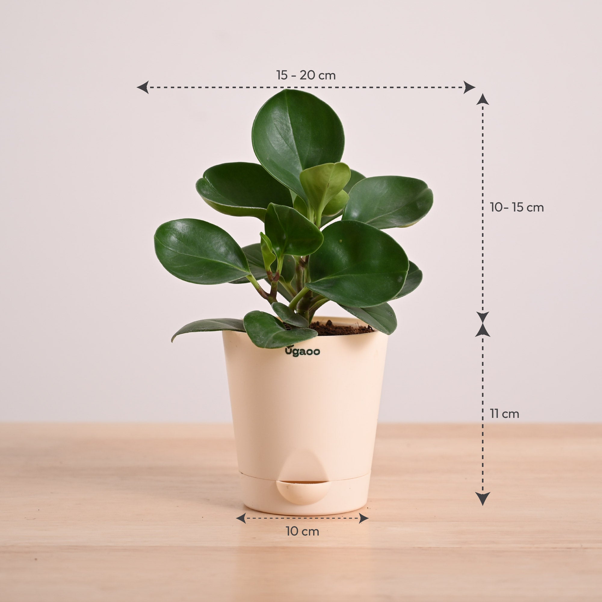 Peperomia Green Plant