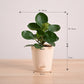 Peperomia Green Plant