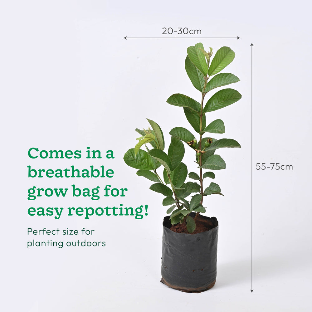 Guava Plant with Grow Bag