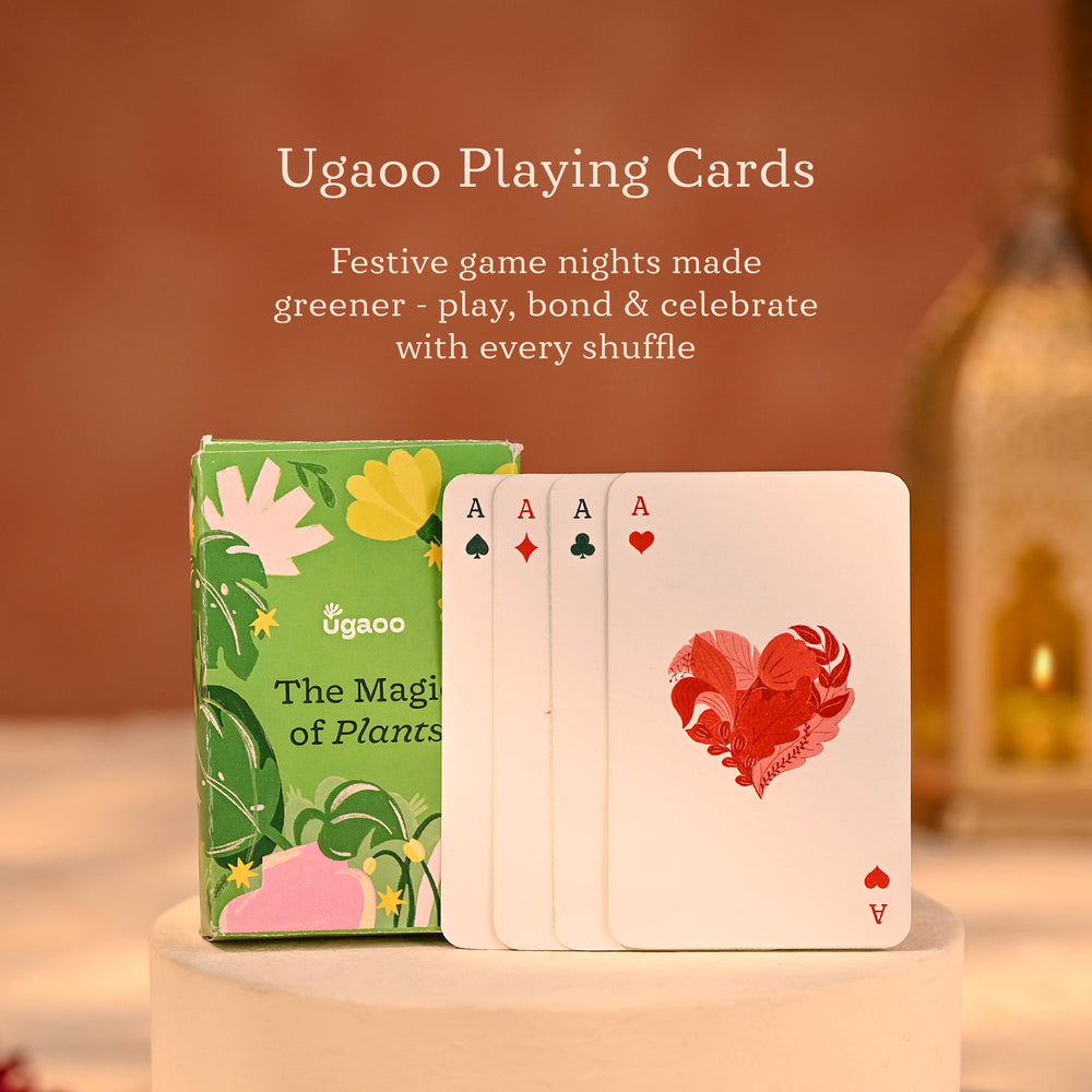 Peaceful Prosperity - Lucky Plant Hamper