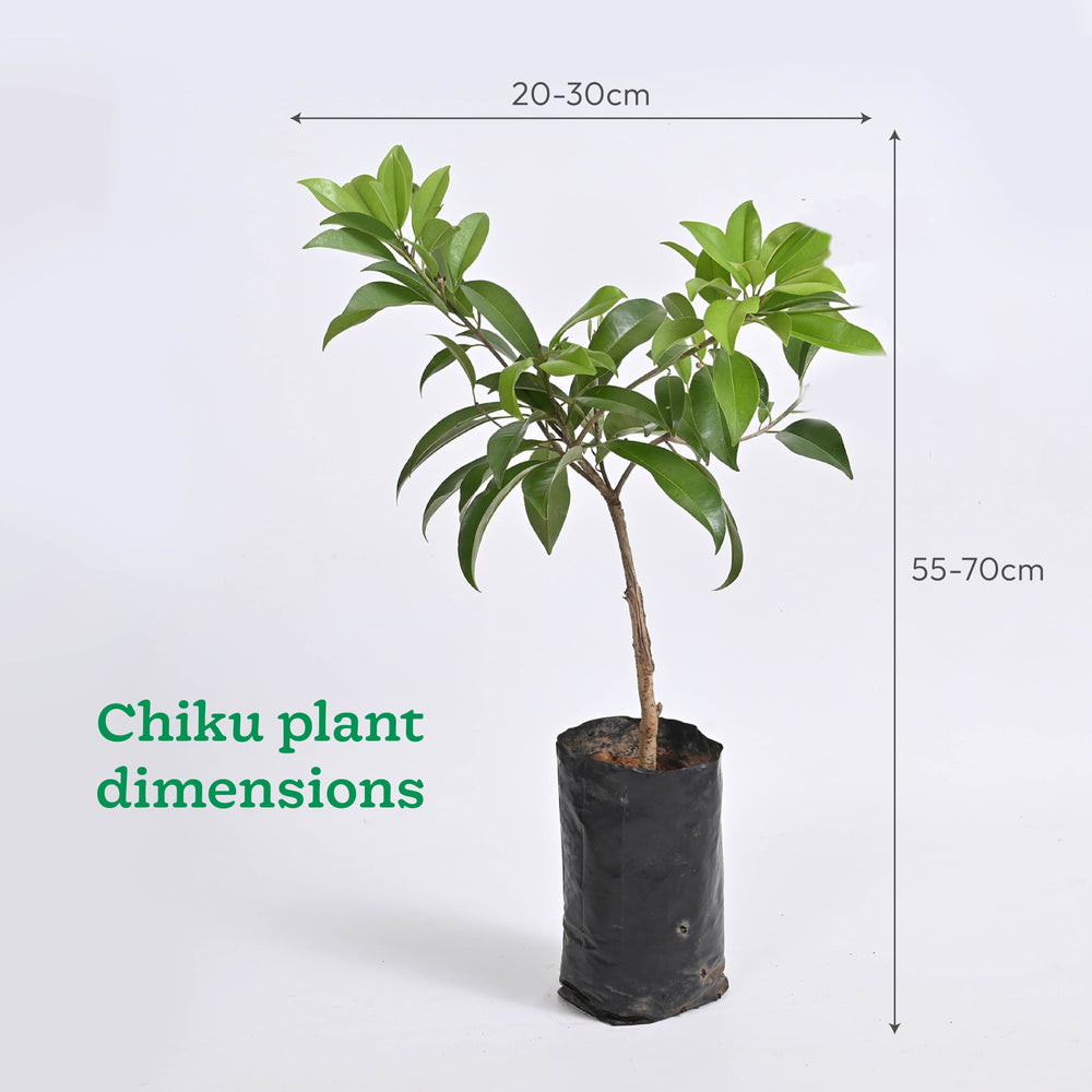 Mango, Guava, Chiku - Combo of 3 Fruit Plants with Grow Bag
