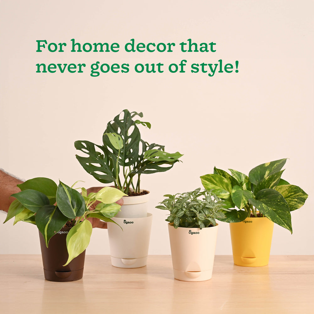 Decorative Indoor Plant Combo - Variegated &amp; Tropical Greens