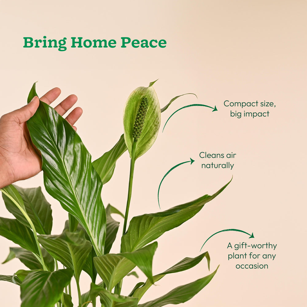 Peace Lily Large (Spathiphyllum Sensation)