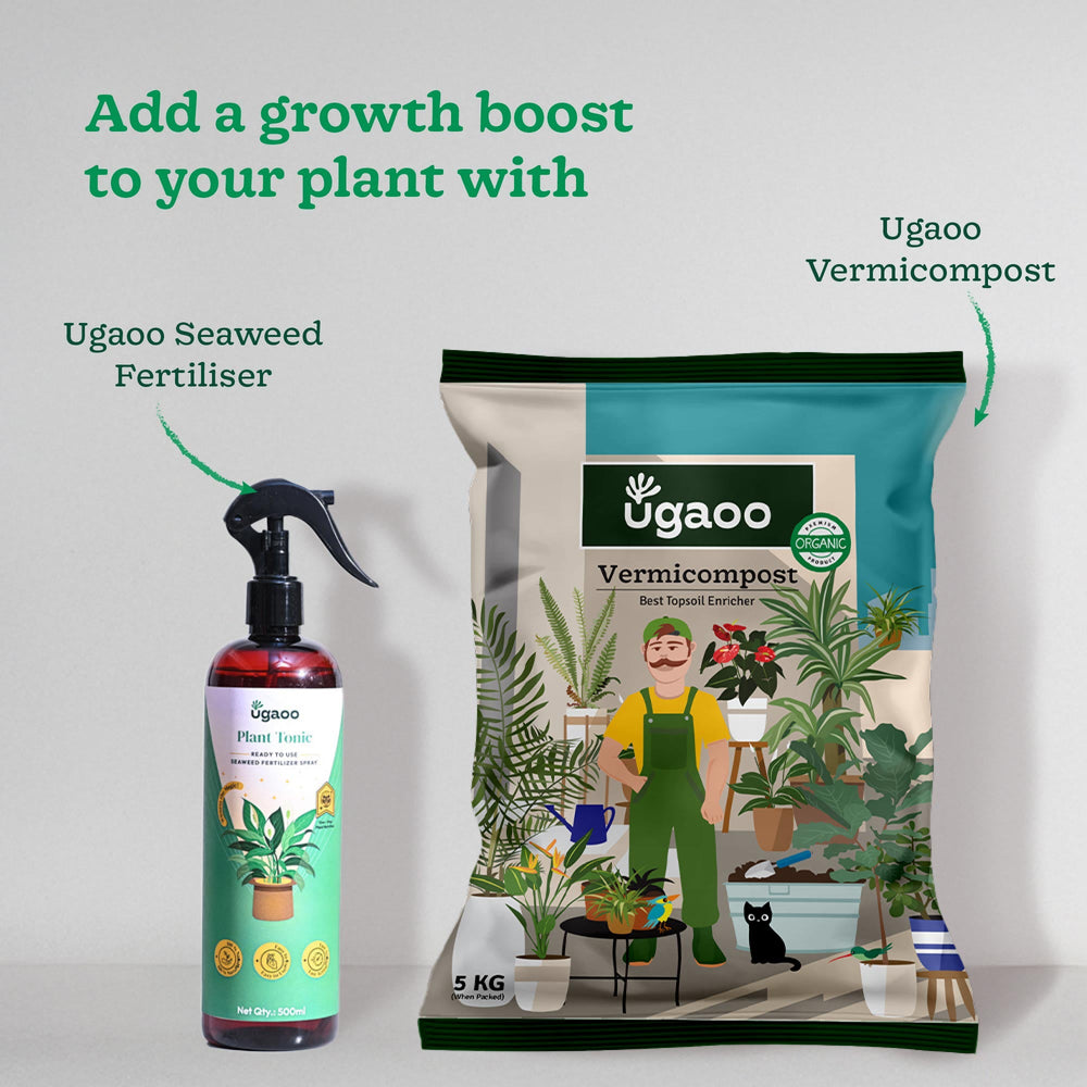 Broken Heart Plant With Moss Stick