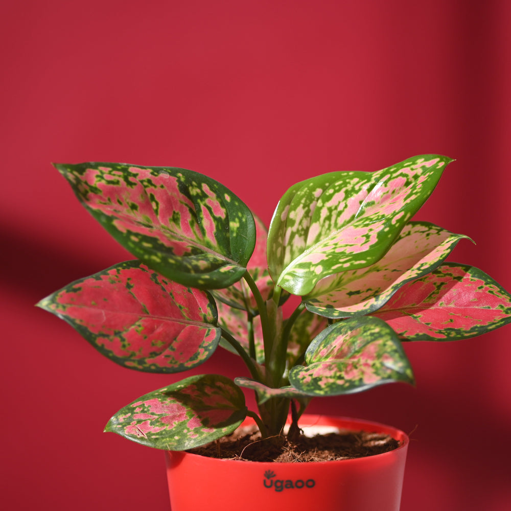 Blush of Love Hamper