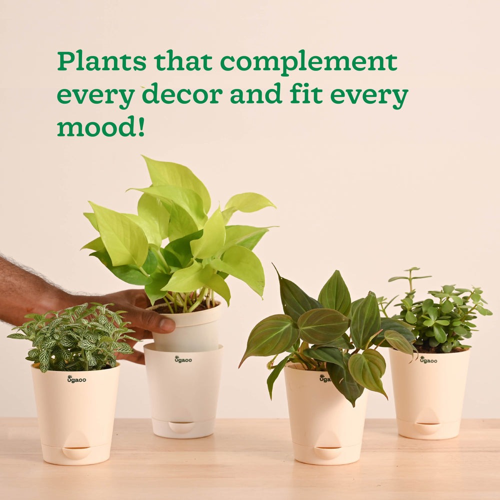 Living Room Plant Decor Set - Trending Indoor Beauties
