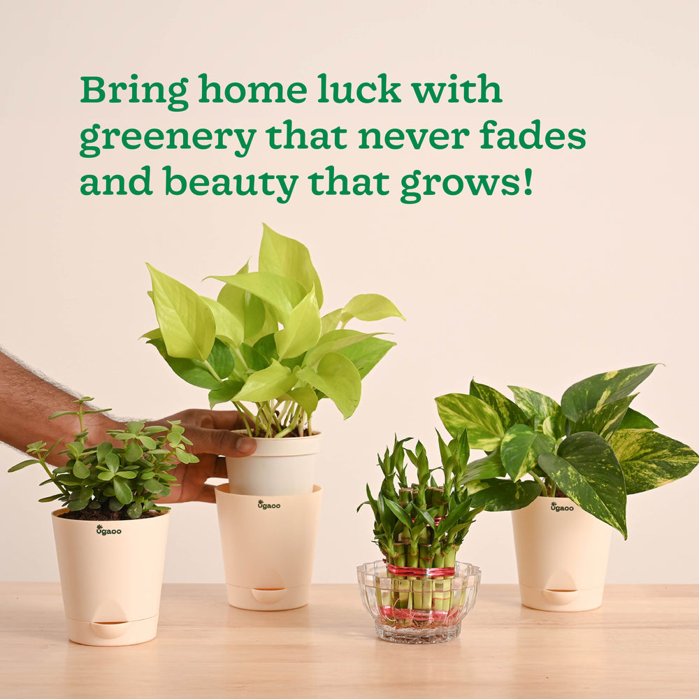 Vastu &amp; Feng Shui Lucky Plant Combo - Good Luck Plants for Home