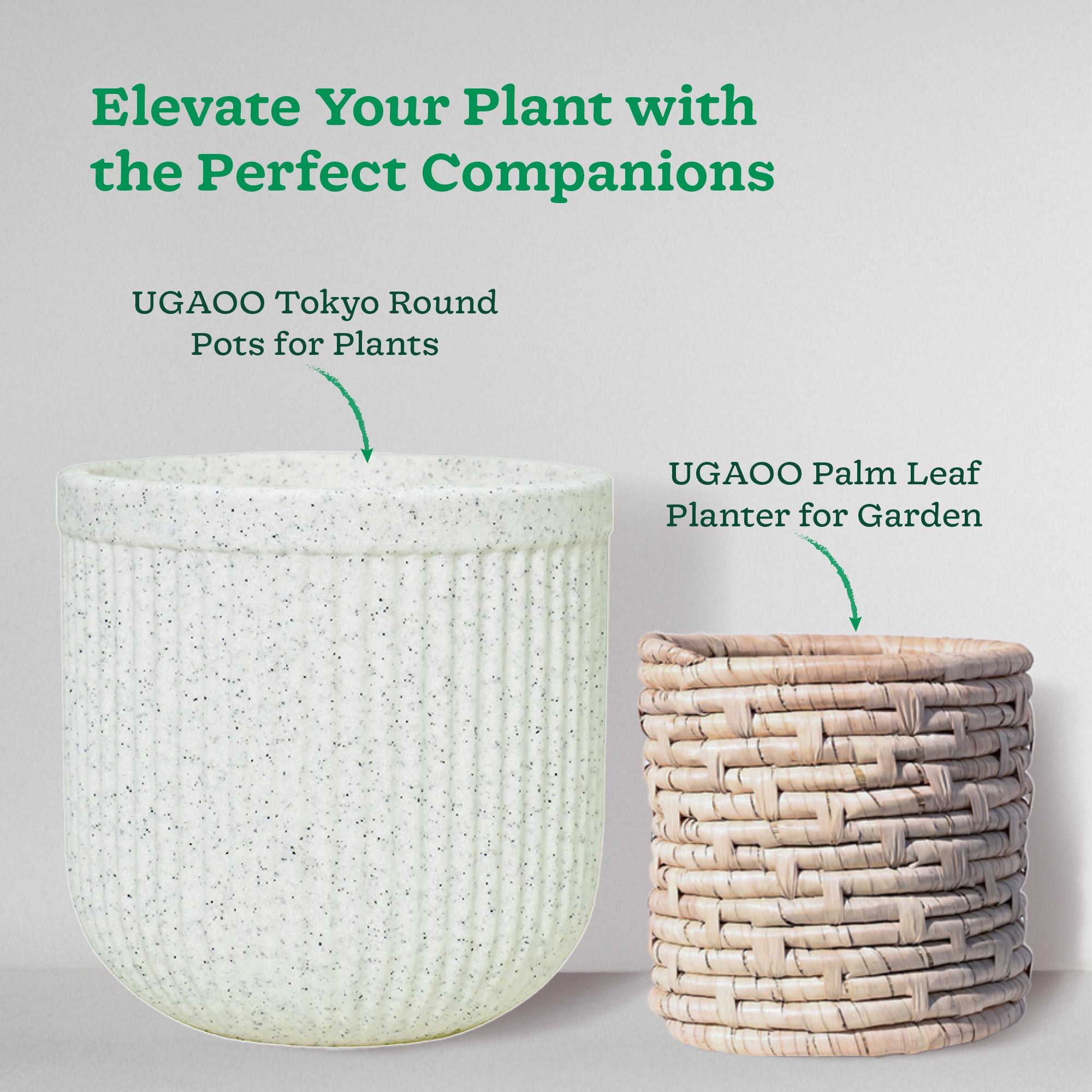 Philodendron Oxycardium Green Plant with Moss Stick