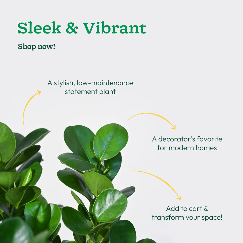 Ficus Moclame Plant - XL