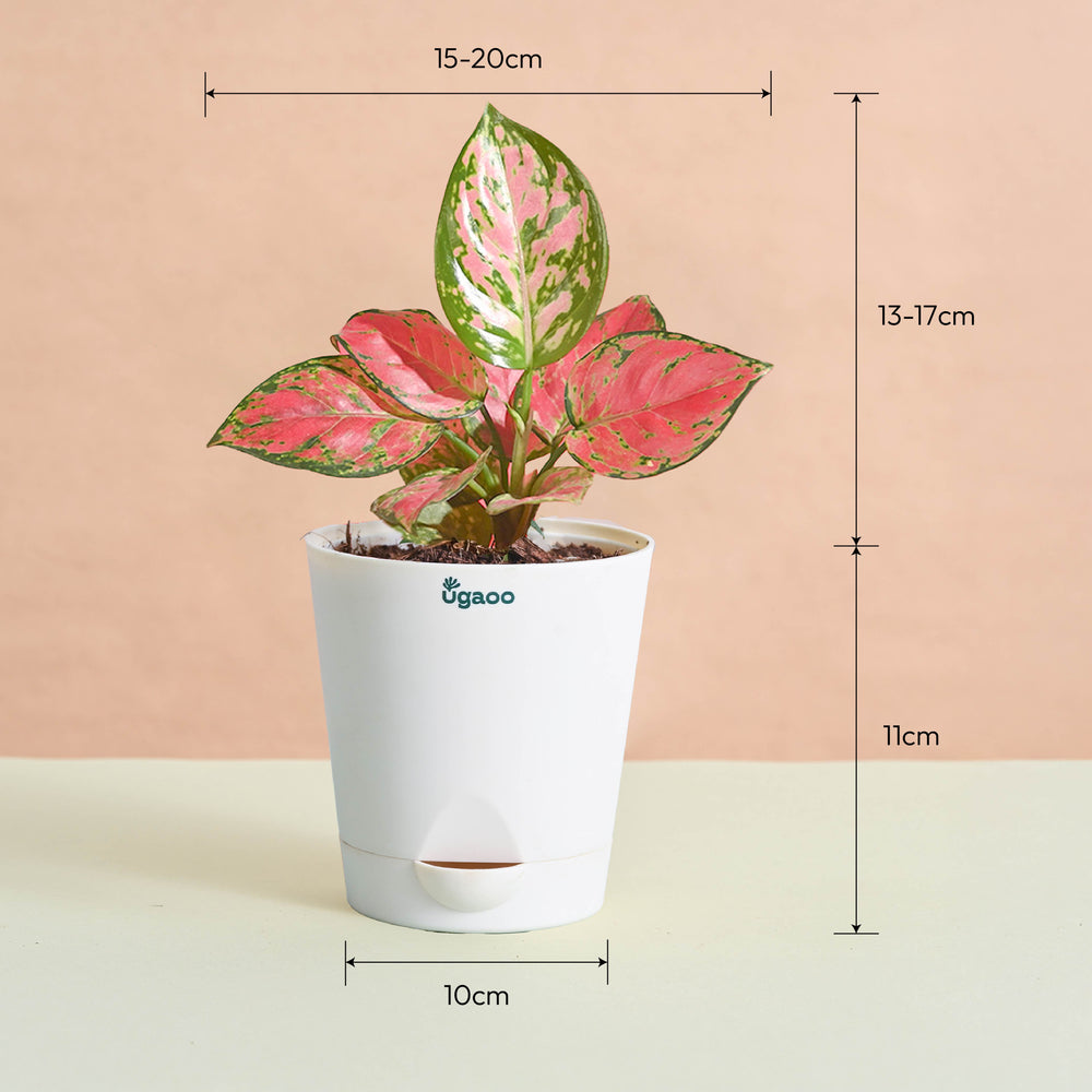 Blush &amp; Bloom Women&