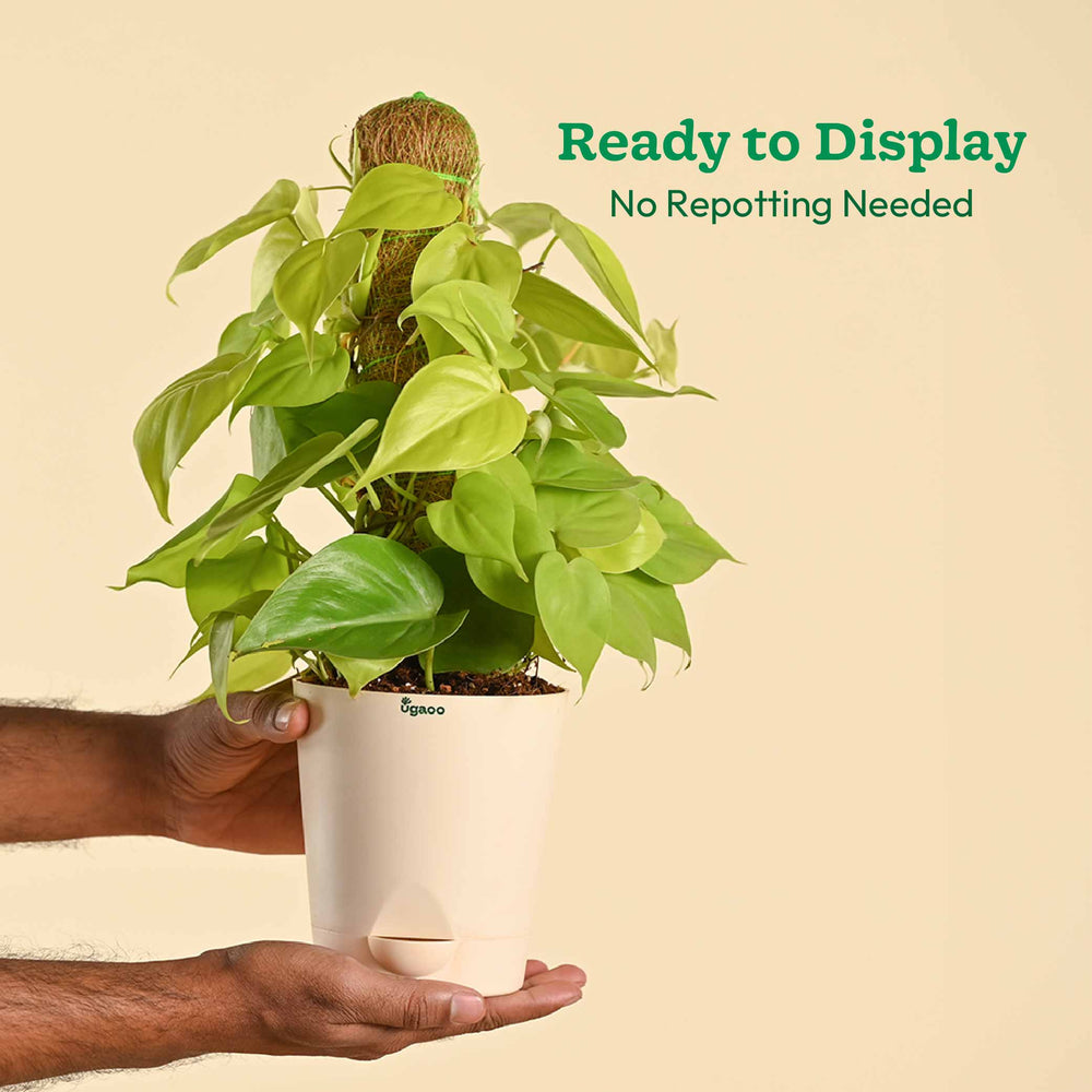 Oxycardium Golden Plant with Moss Stick - Medium