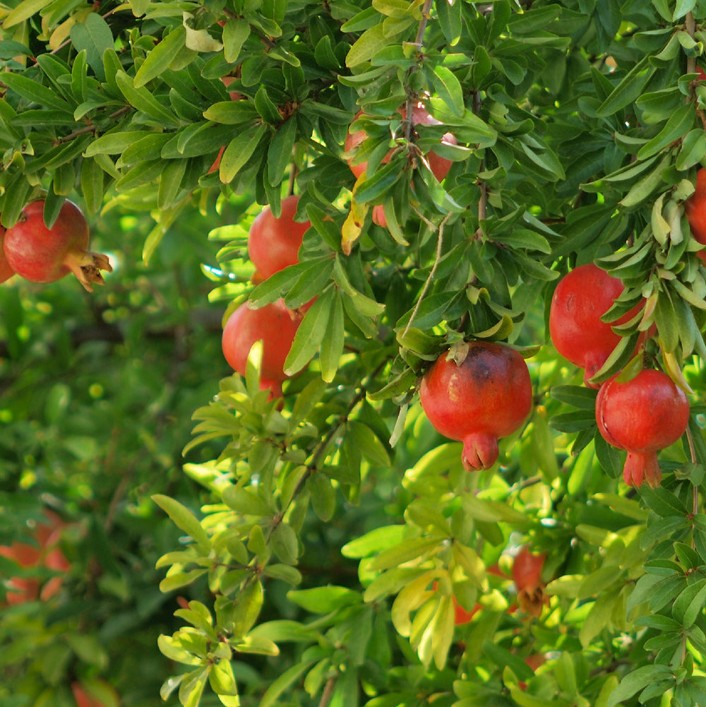Pomegranate Plant with Grow Bag