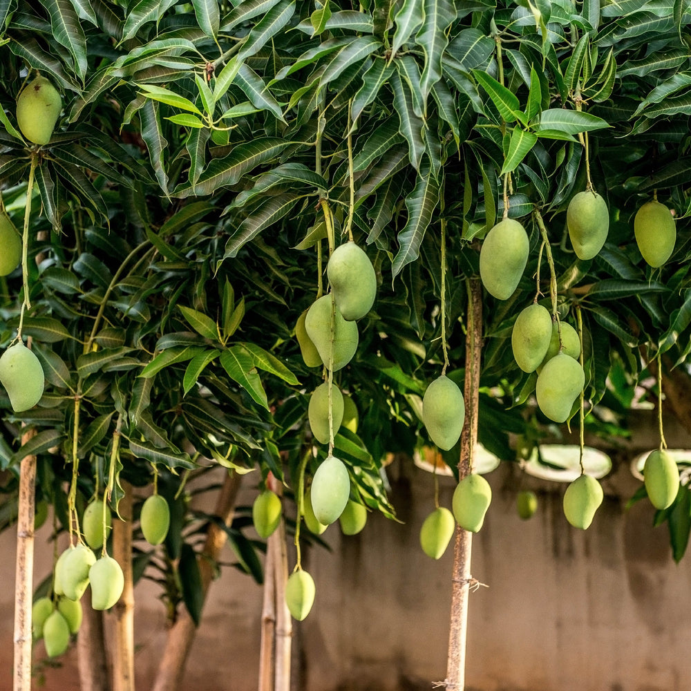 Mango Plant with Grow Bag