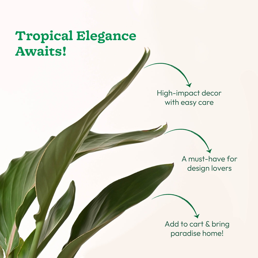 Bird Of Paradise Orange Plant - XL