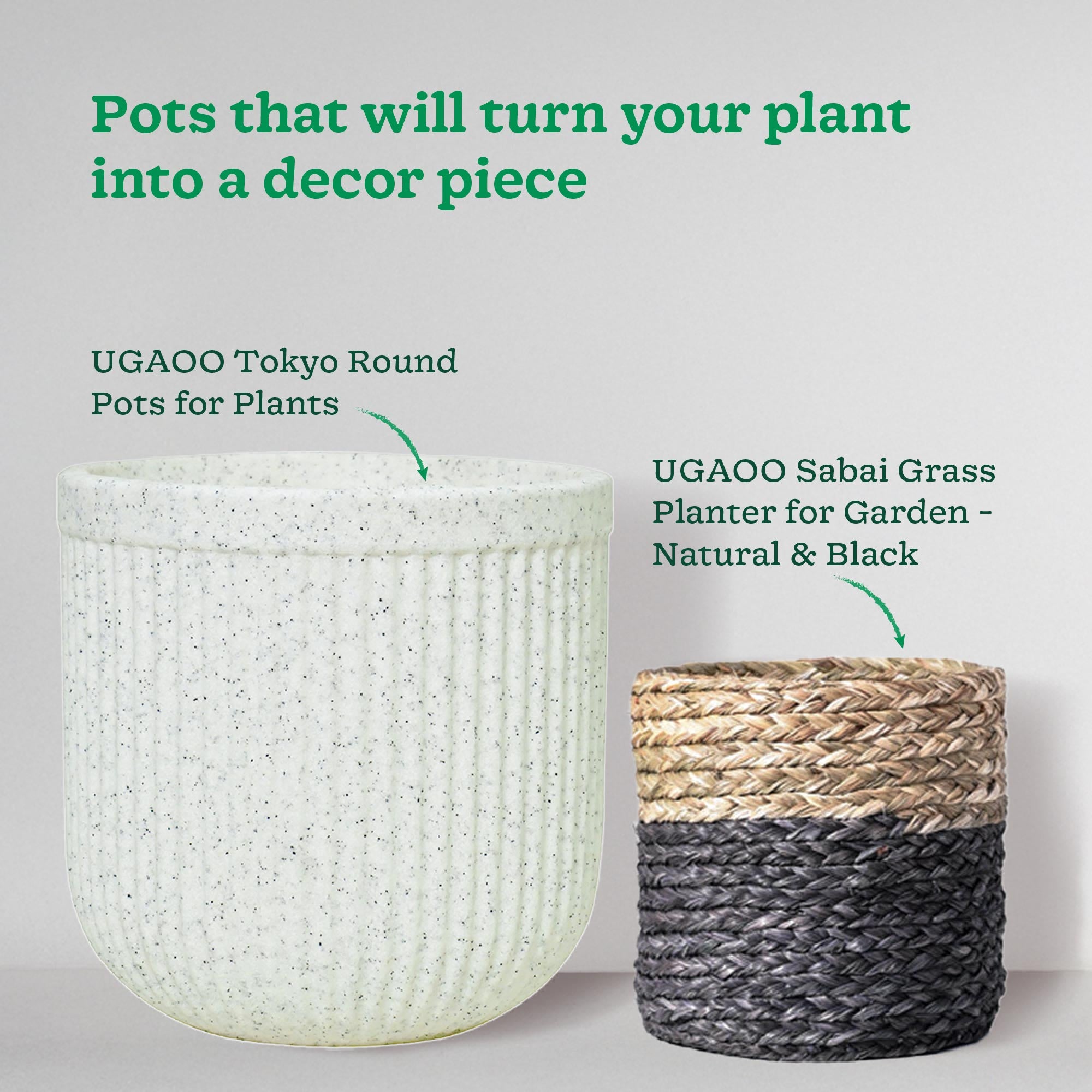 Money Plant Variegated with Moss Stick