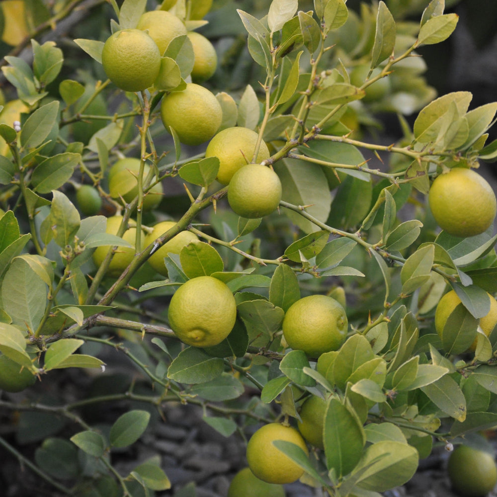Lemon Plant with Grow Bag