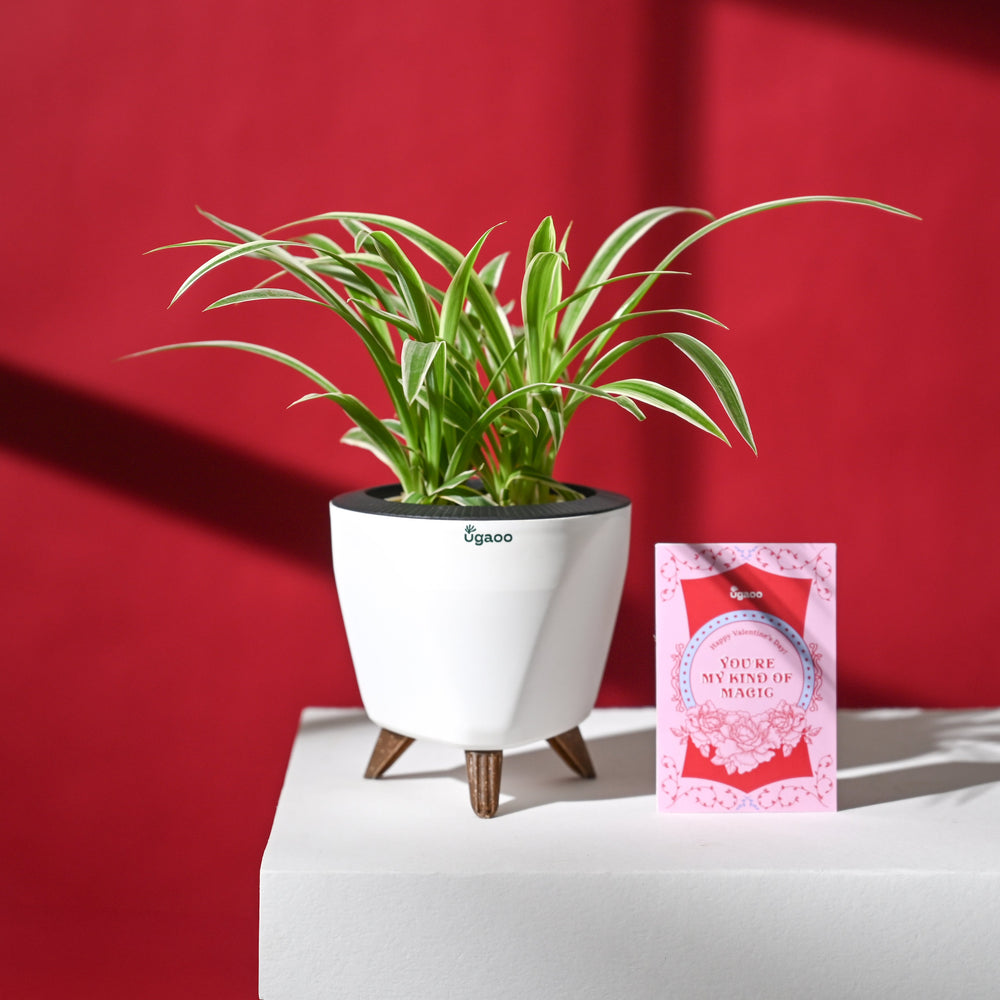 Love That Lasts Hamper