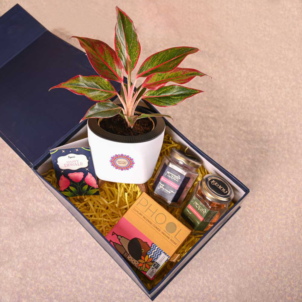 Aglaonema Red Plant &amp; Phool Diwali Gift Hamper