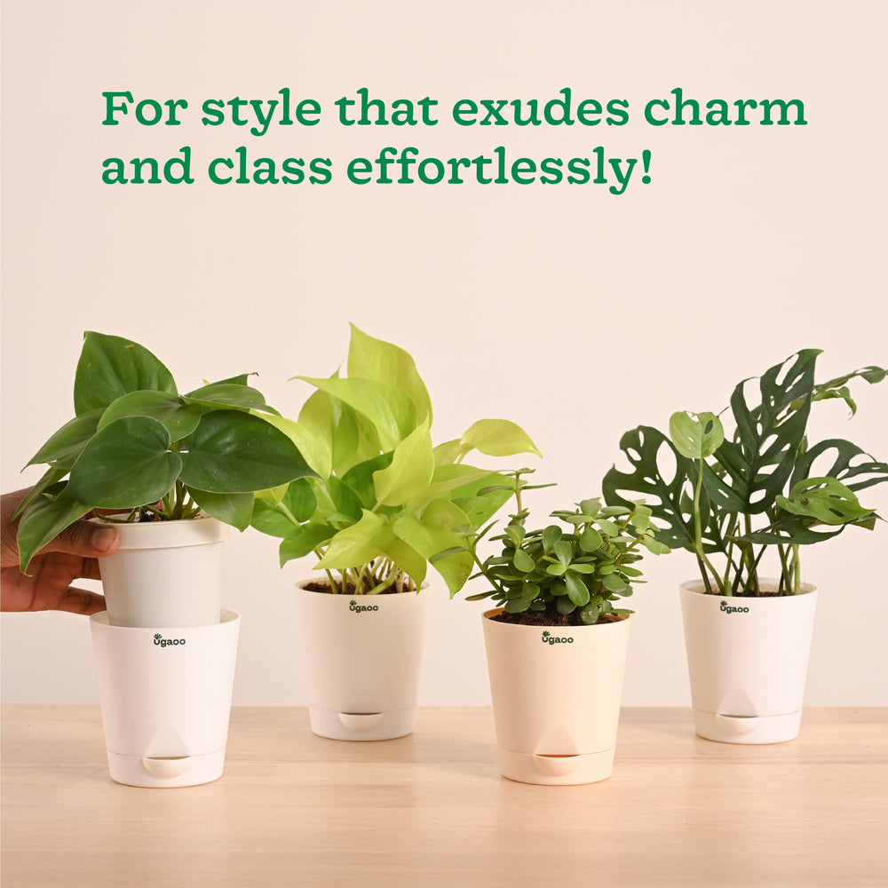 Easy Indoor Plant Bundle for Beginners