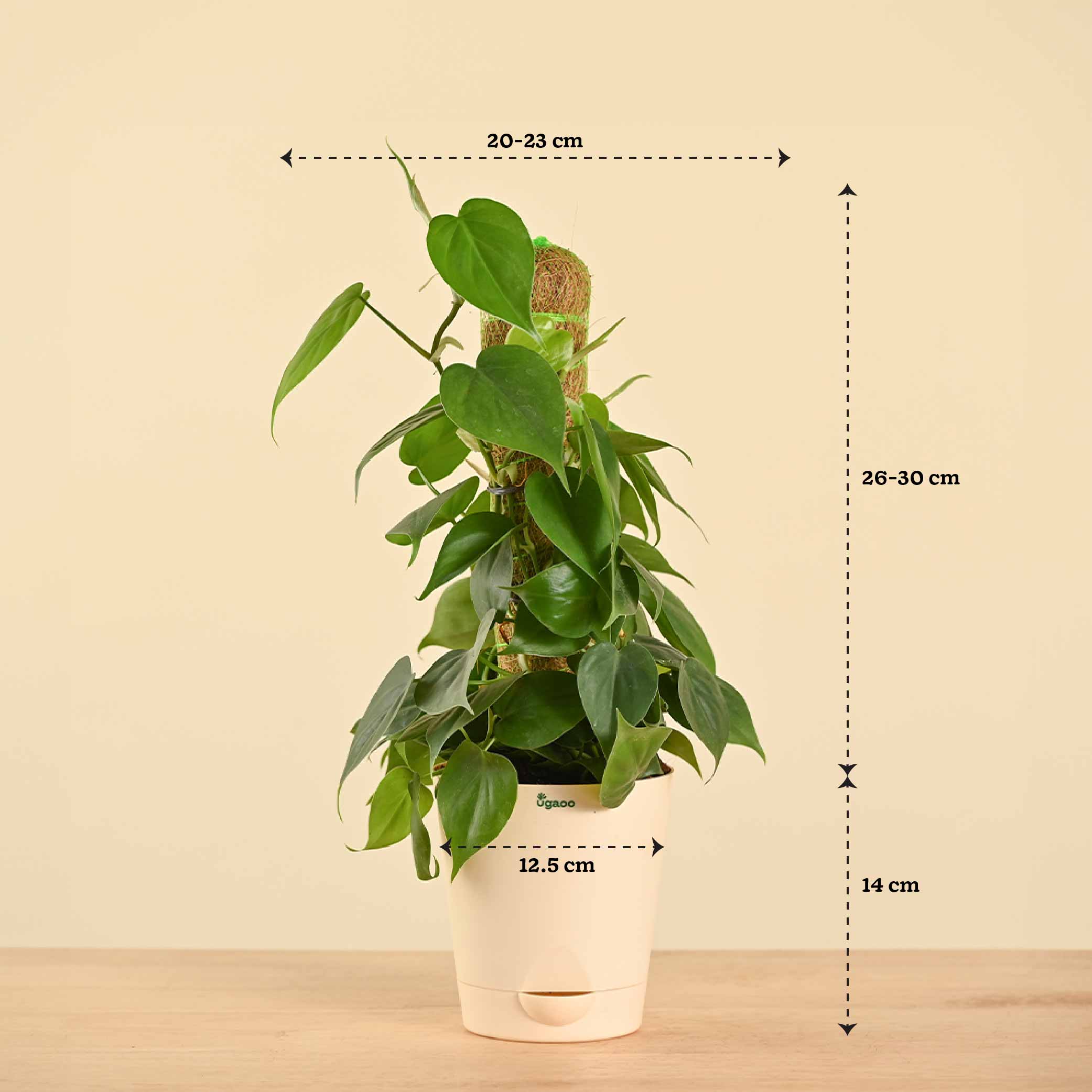 Oxycardium Green Plant with Moss Stick - Medium