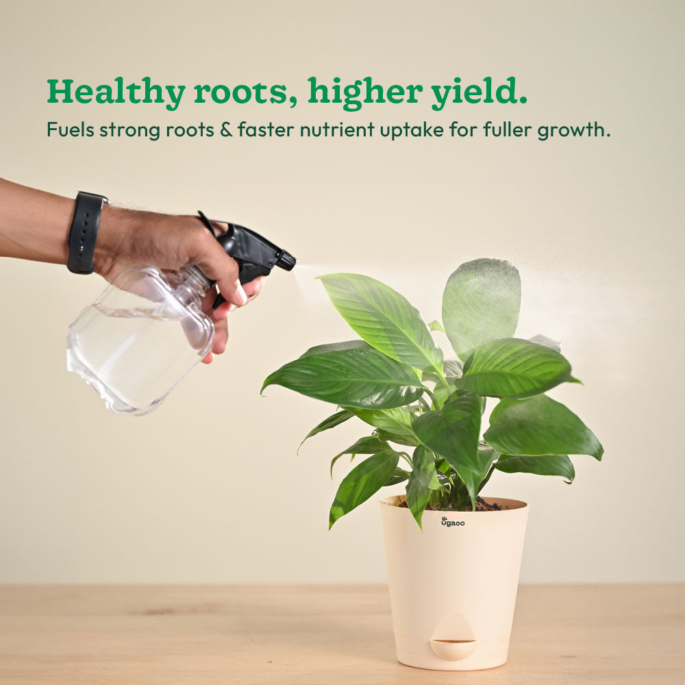 Instagrow NPK 13:00:45 Fertilizer