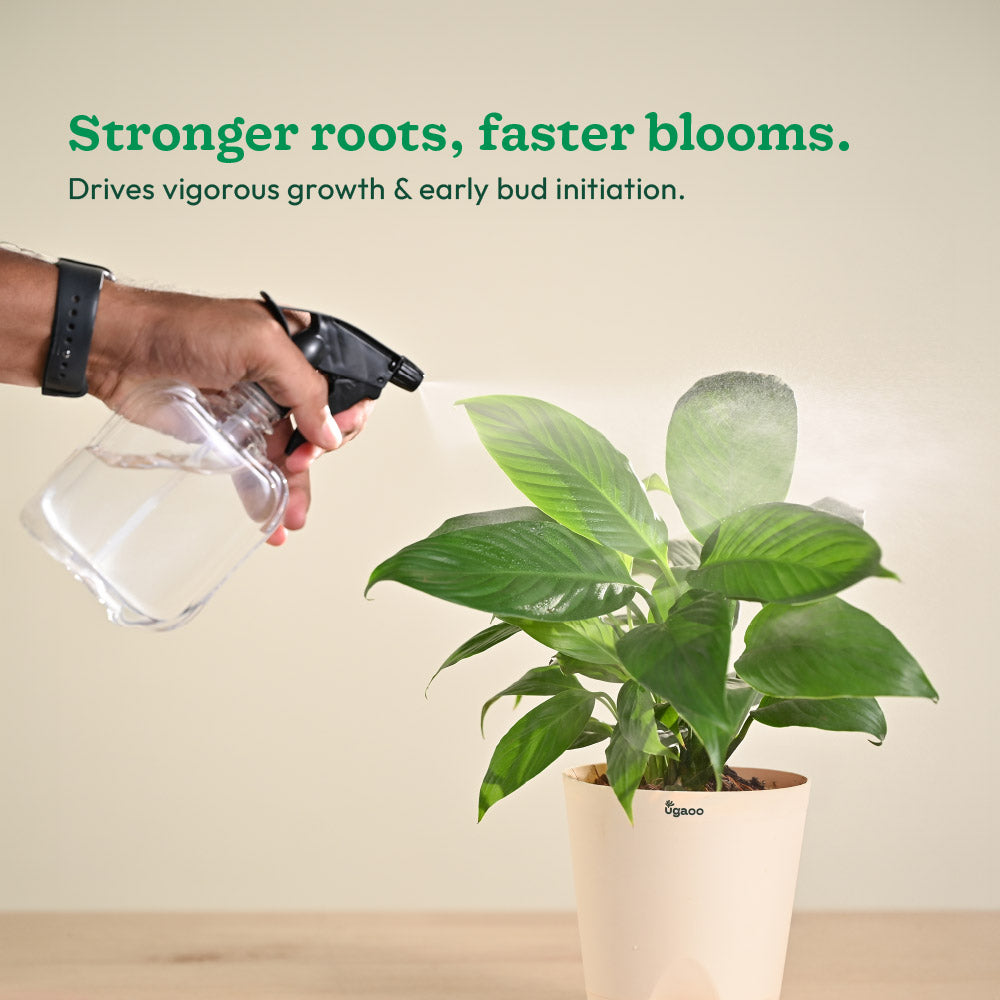 Instagrow NPK 12:61:00 Fertilizer