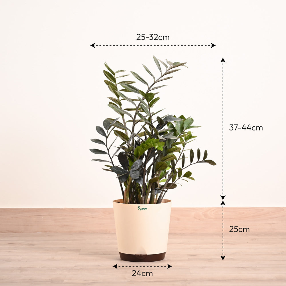 ZZ Black Plant - XL