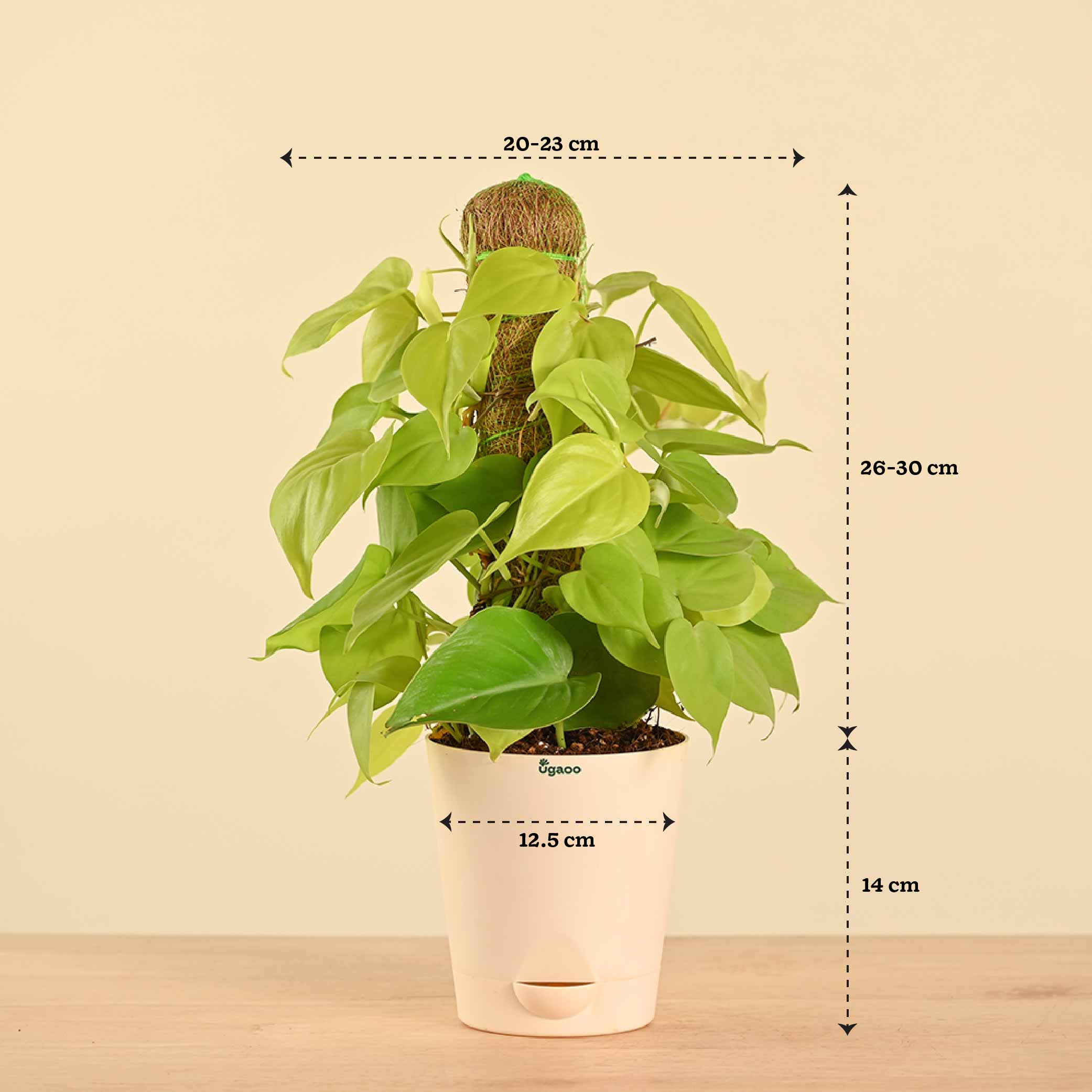 Oxycardium Golden Plant with Moss Stick - Medium