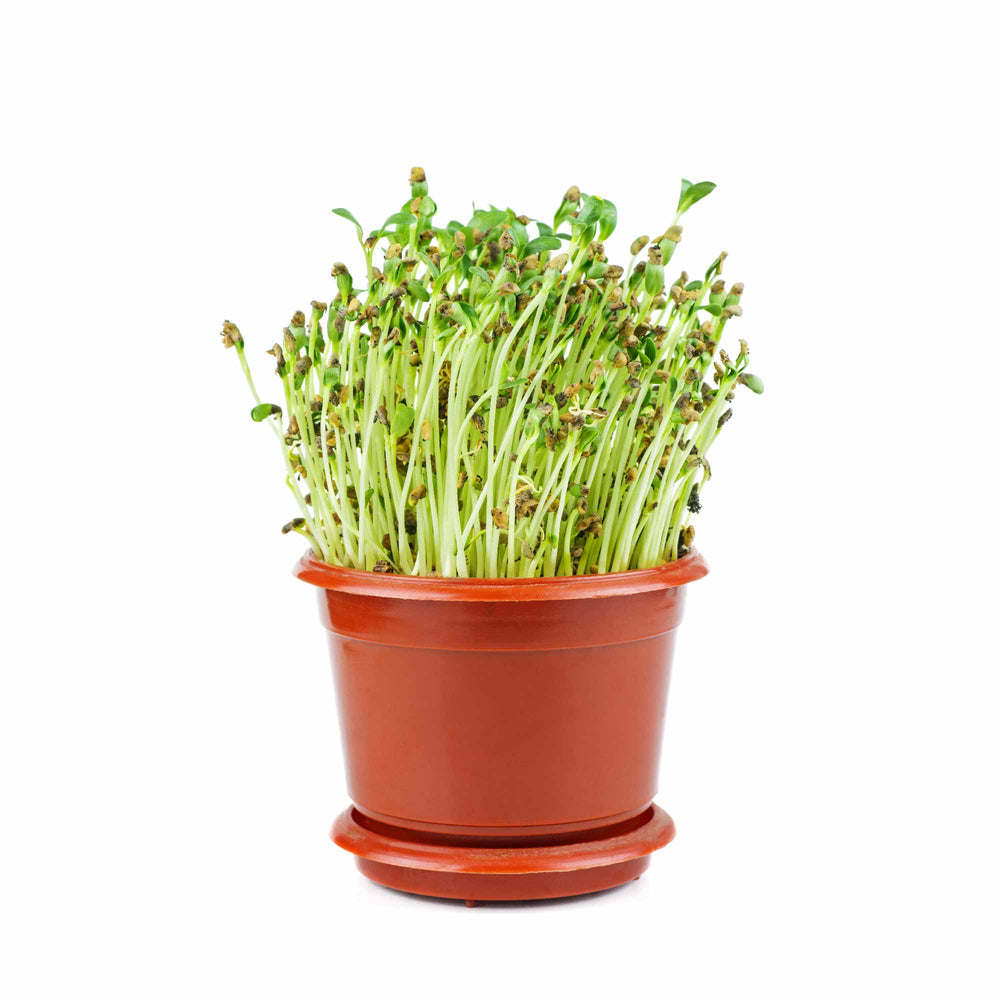 fenugreek seeds plant at home Fenugreek Seeds (Methi) – Ugaoo