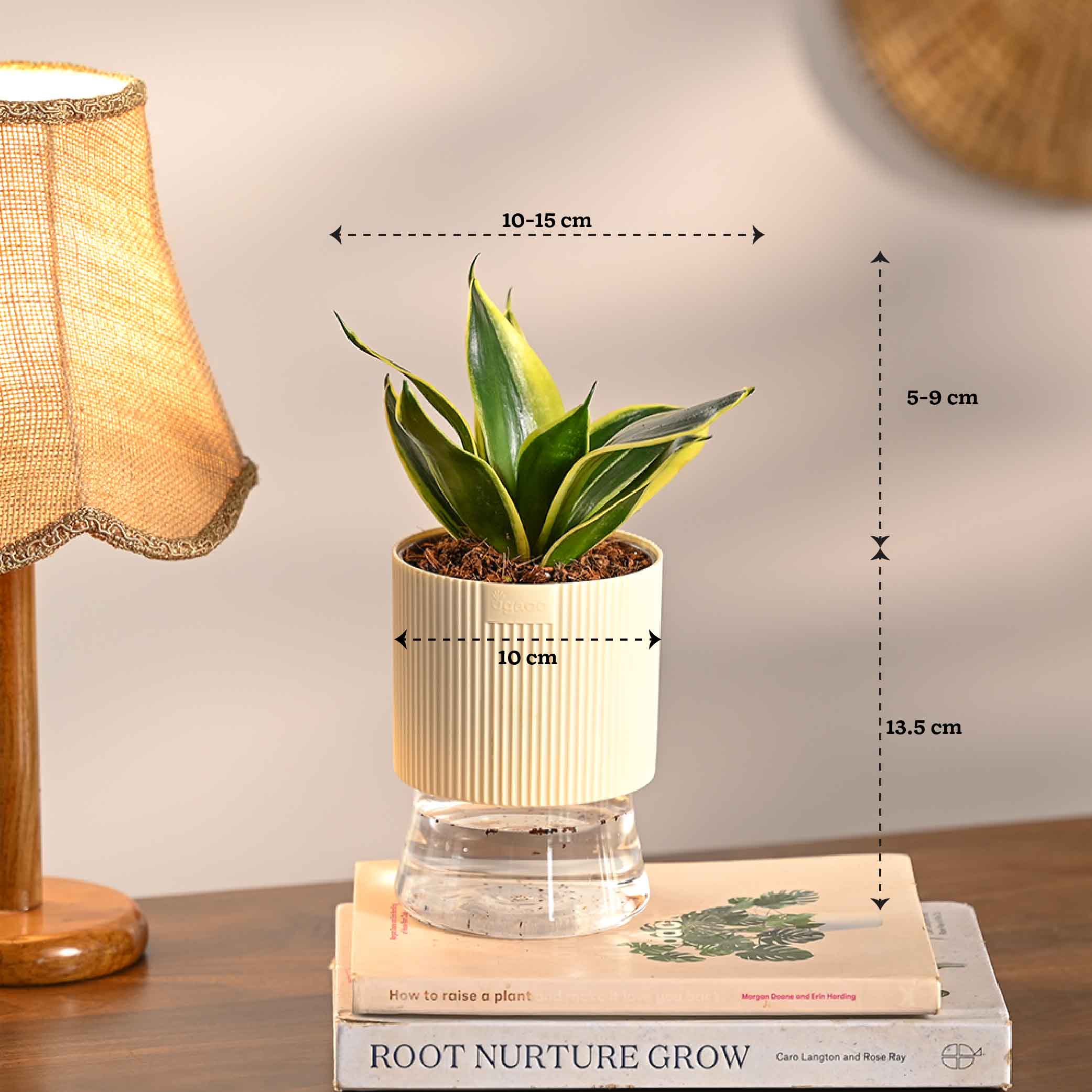 Pack of 4 Home Air Purifier Plant Bundle