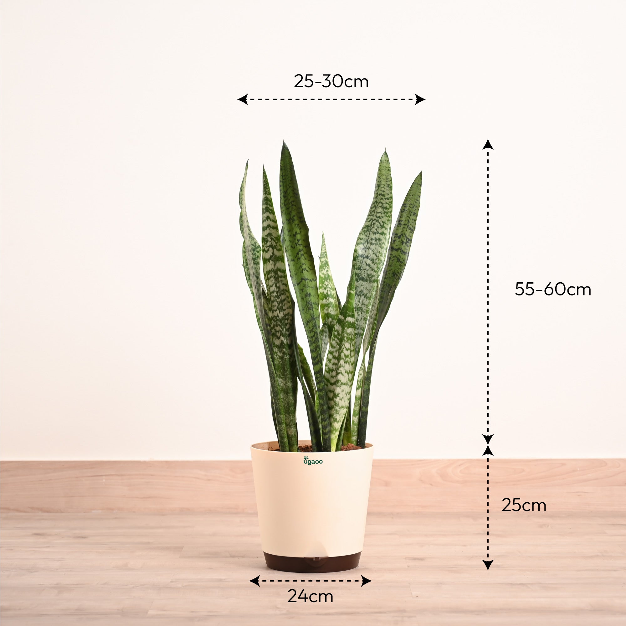 Sansevieria Zeylanica - XL