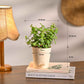 Bundle of 4 Compact Air Purifying Plant Bundle