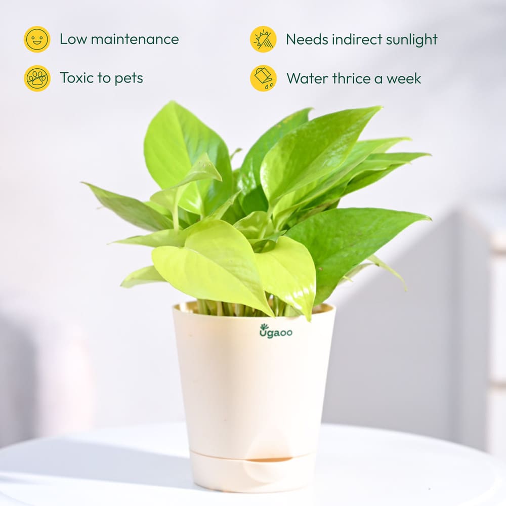 money plant need sunlight Plant Beginners Kit with Money Plant Golden – Ugaoo
