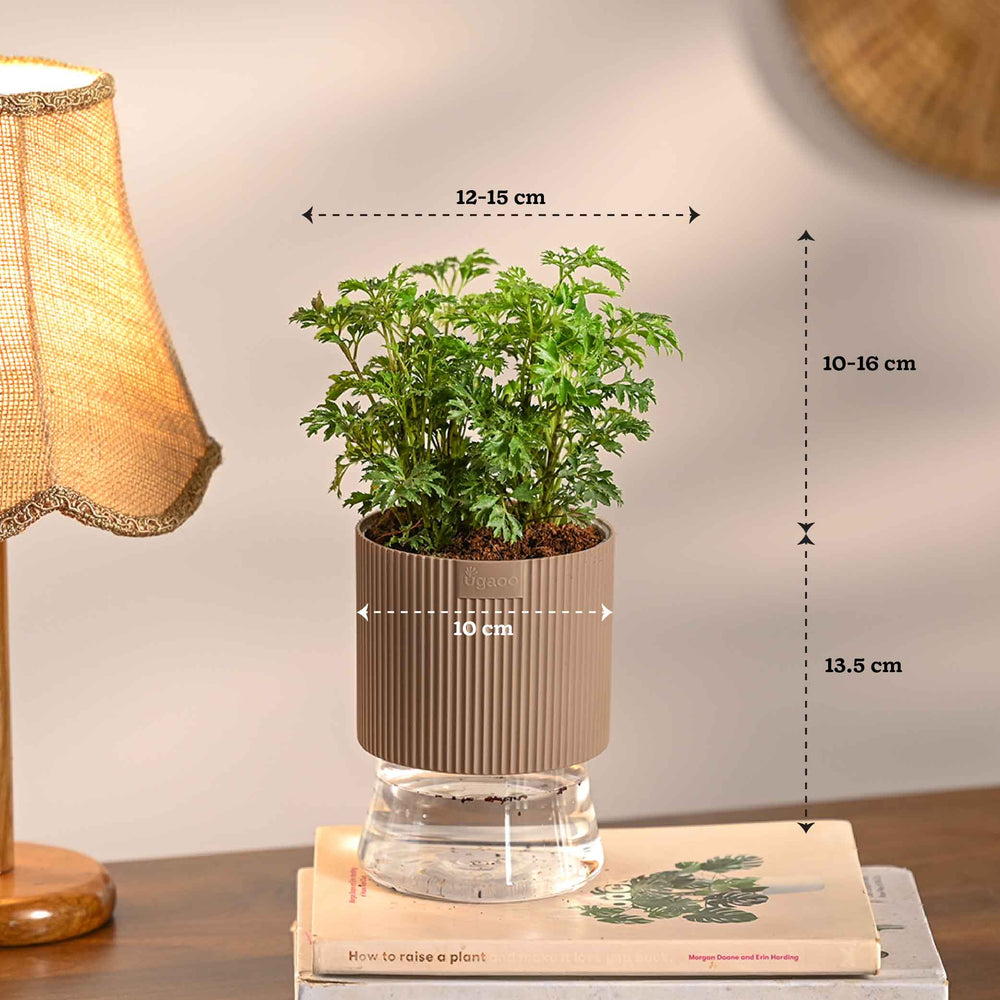 Set of 4 Indoor Plant Decor Bundle