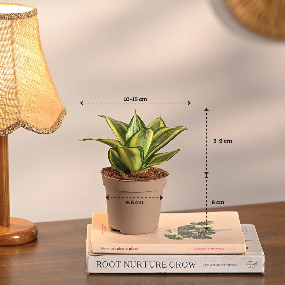 Set of 6 Air Purifier Plant Bundle