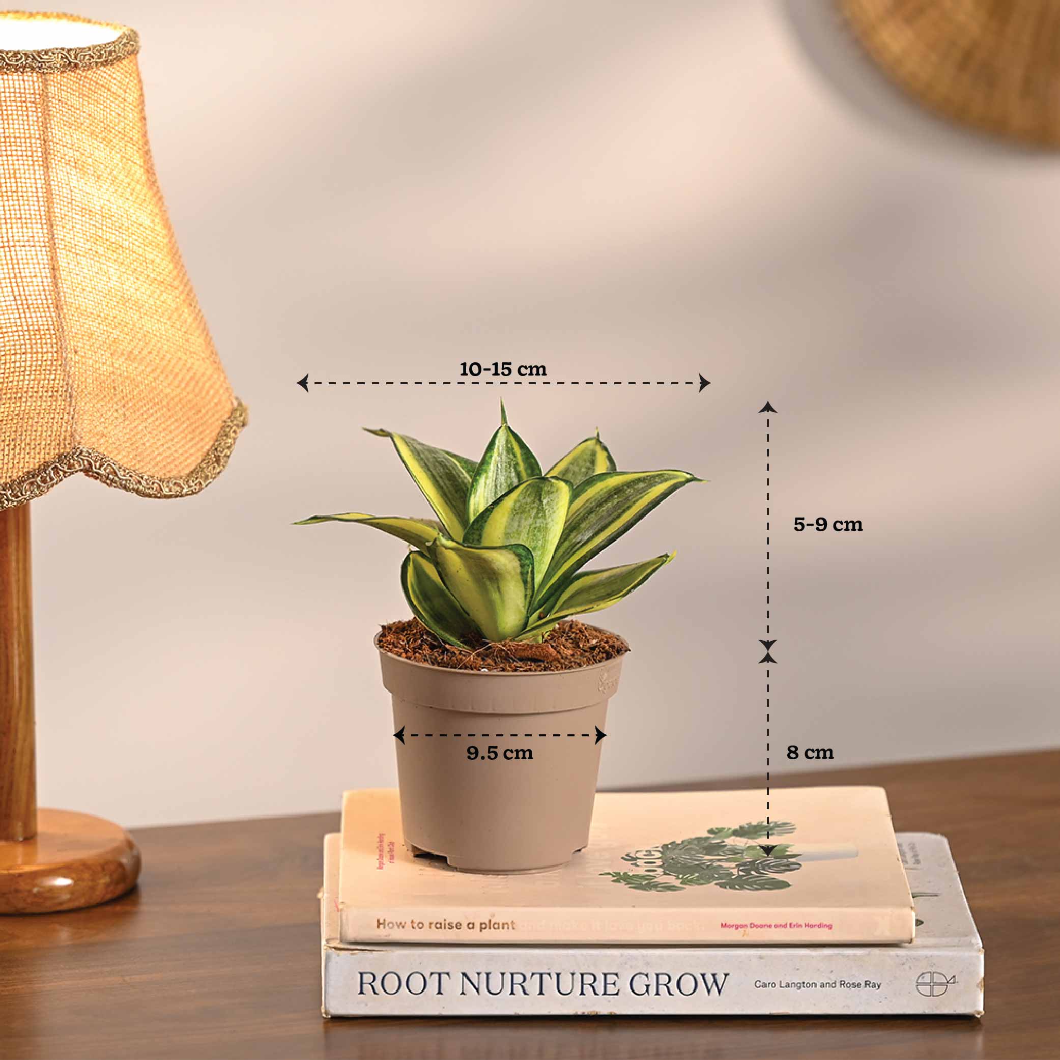 Set of 6 Air Purifier Plant Bundle