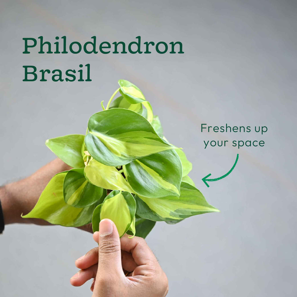 Set of 6 Air Filtration Indoor Plants