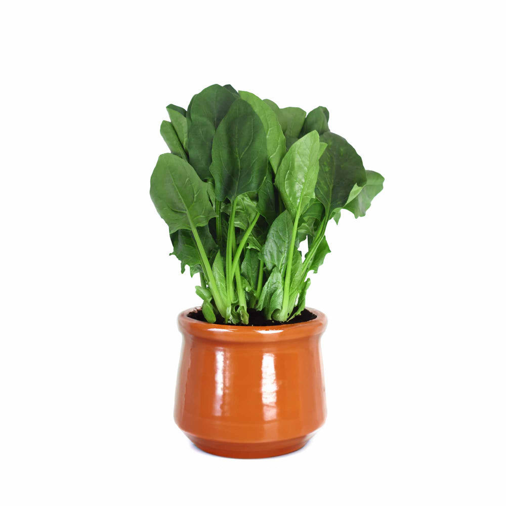 Spinach Seeds (Palak)