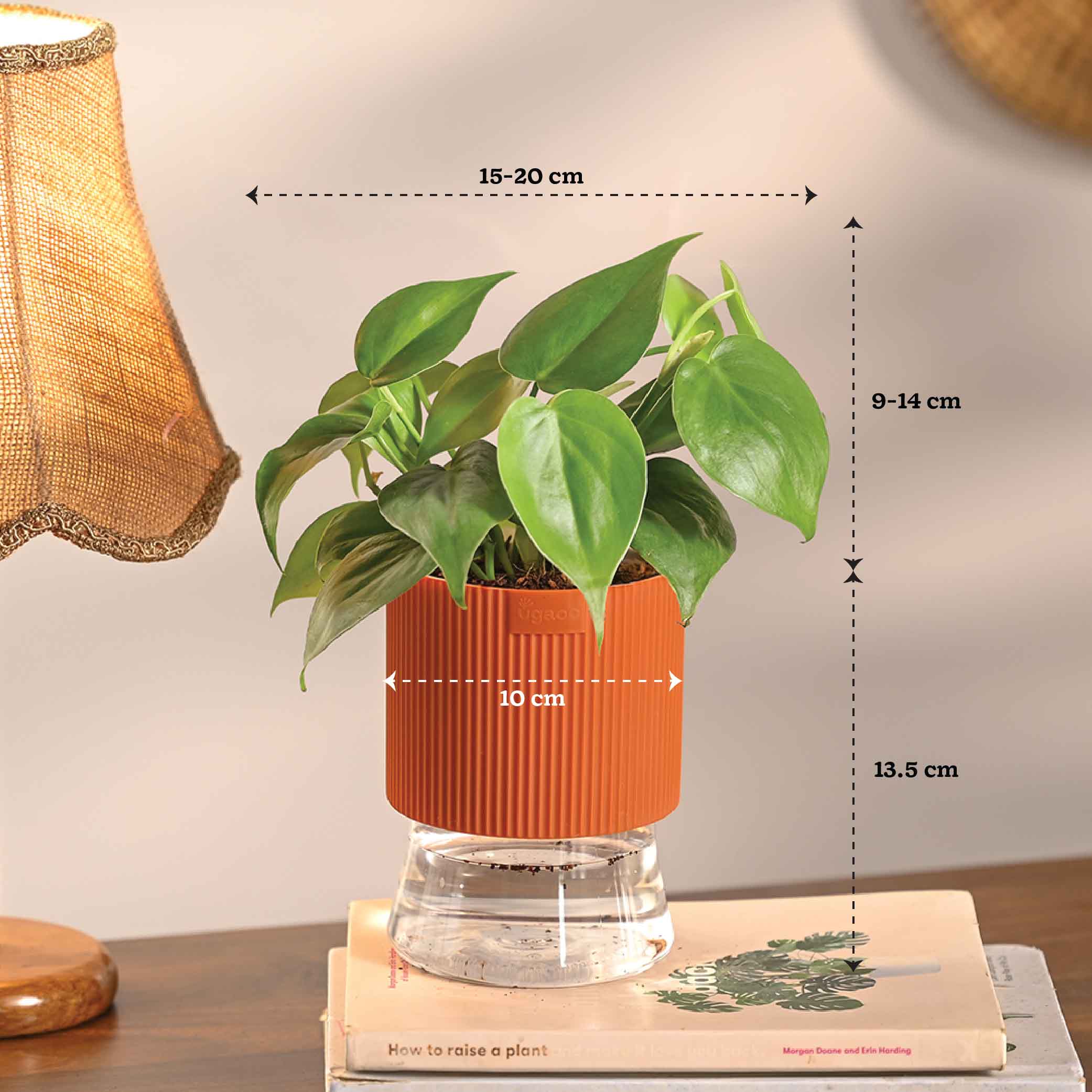 Combo of 4 Plant Set for Office Desk – Ugaoo